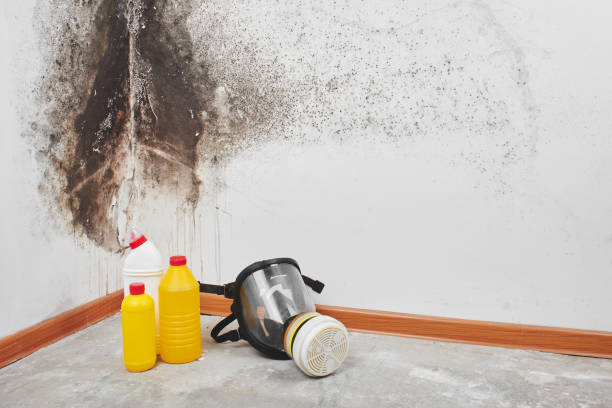 Best Mold Damage Repair  in Denver, IA