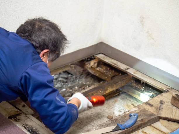 Best Local Mold Removal Service  in Denver, IA