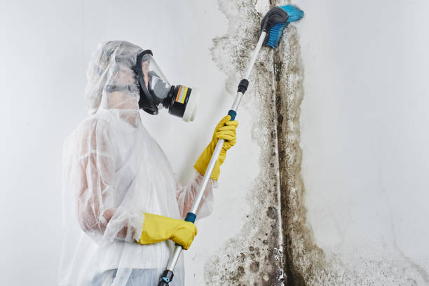 Best Commercial Mold Removal  in Denver, IA