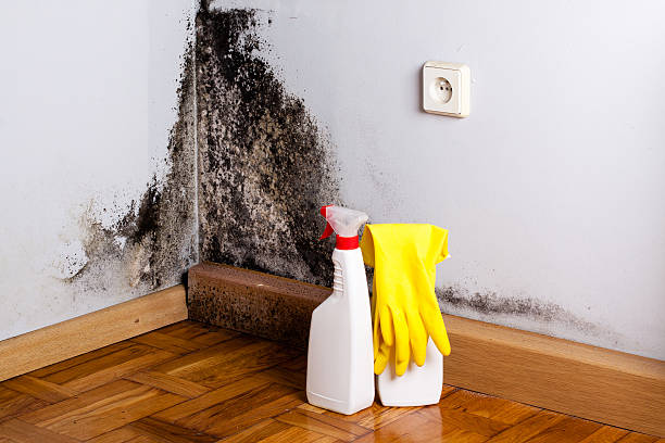 Best Emergency Mold Removal  in Denver, IA