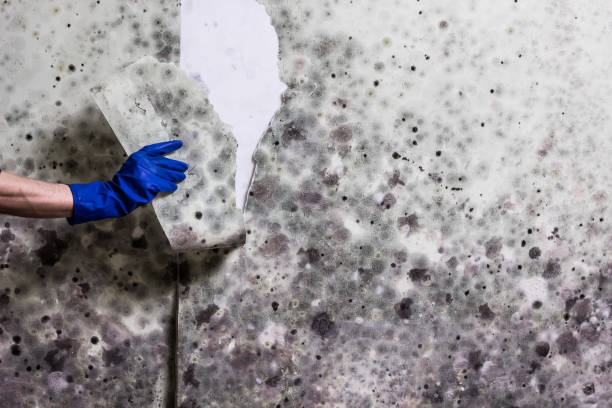 Reliable Denver, IA Mold Removal Solutions