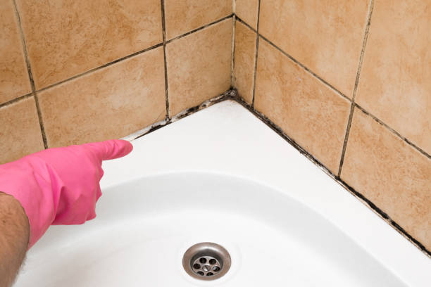 Home Mold Removal in Denver, IA